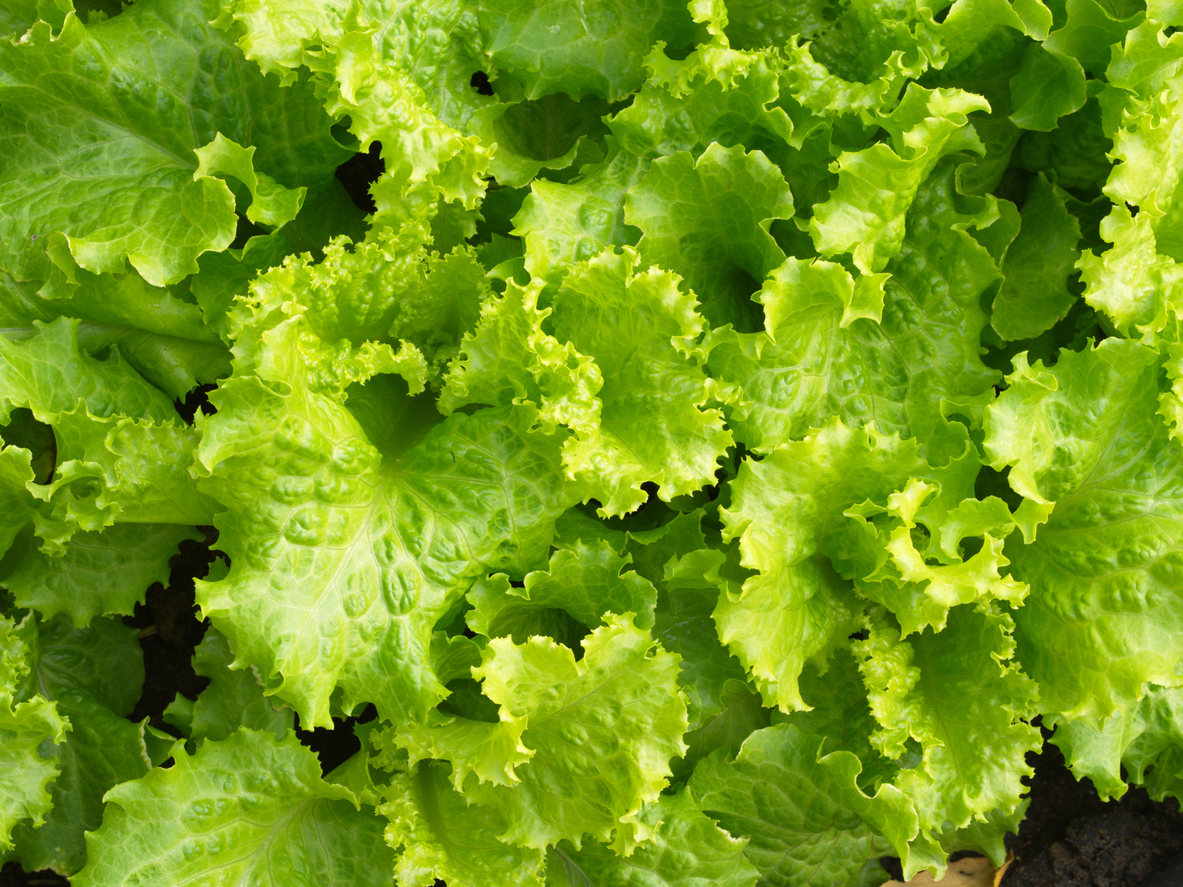 Slobolt Lettuce